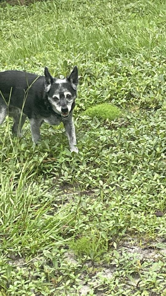 Enlarge jax, a Adoptable Miniature Pinscher in Bradenton, FL image 4/6