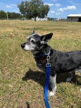 Enlarge jax, a Adoptable Miniature Pinscher in Bradenton, FL image 6/6