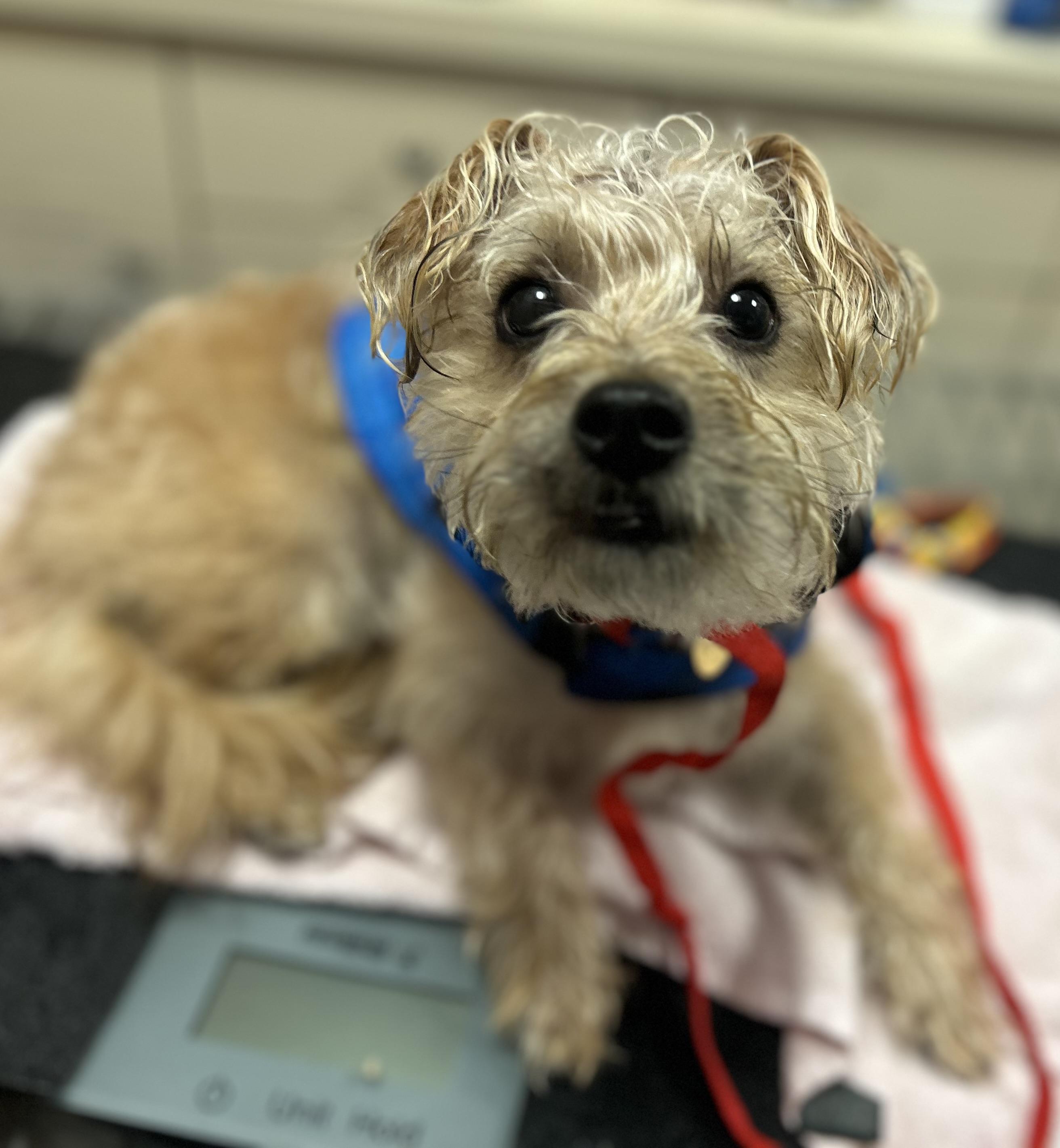 Enlarge Rubble, a Adoptable mixed breed in Oak Ridge, NJ image 1/5