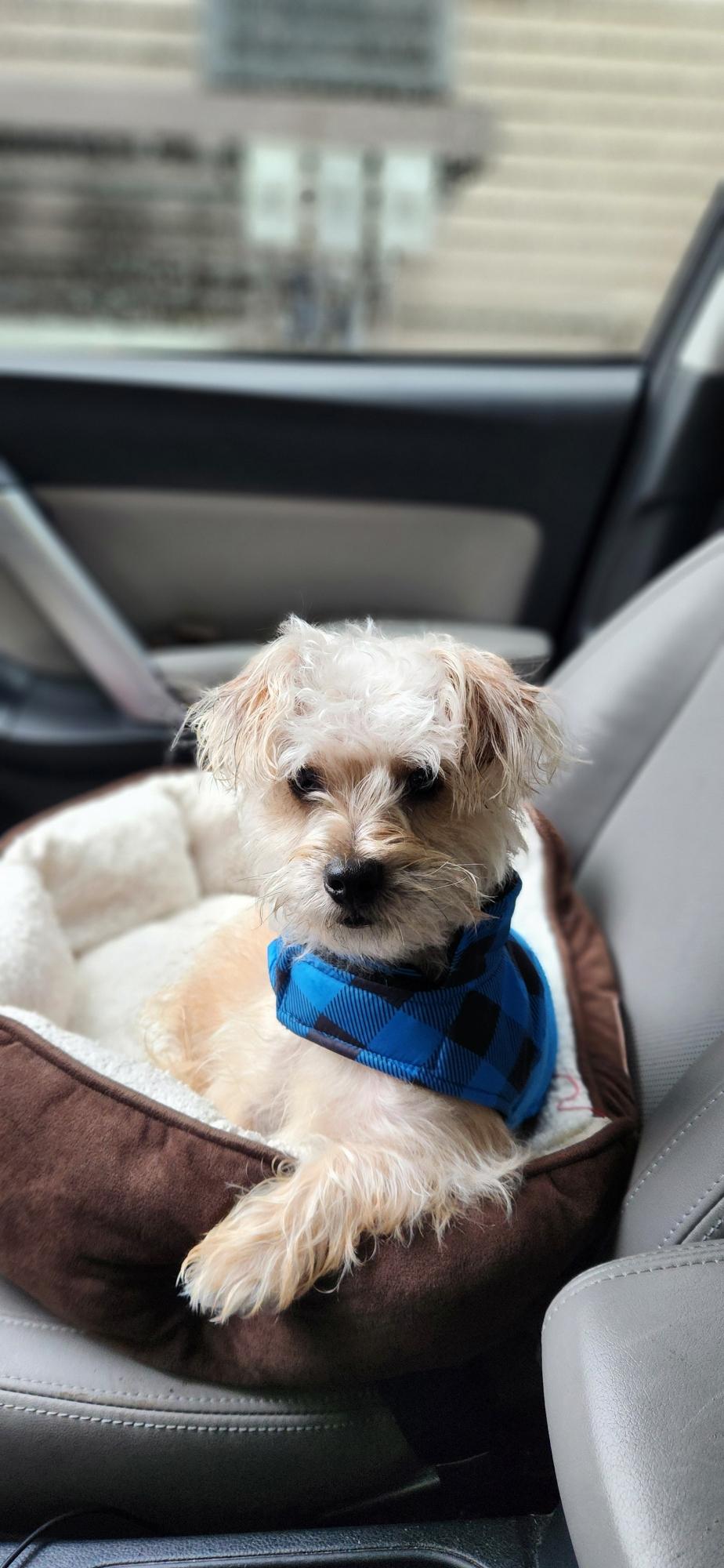 Enlarge Rubble, a Adoptable mixed breed in Oak Ridge, NJ image 2/5