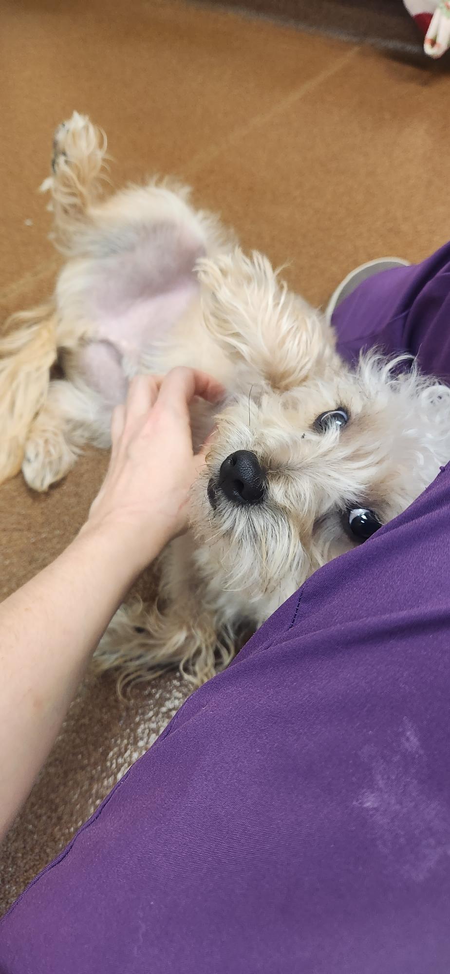 Enlarge Rubble, a Adoptable mixed breed in Oak Ridge, NJ image 4/5
