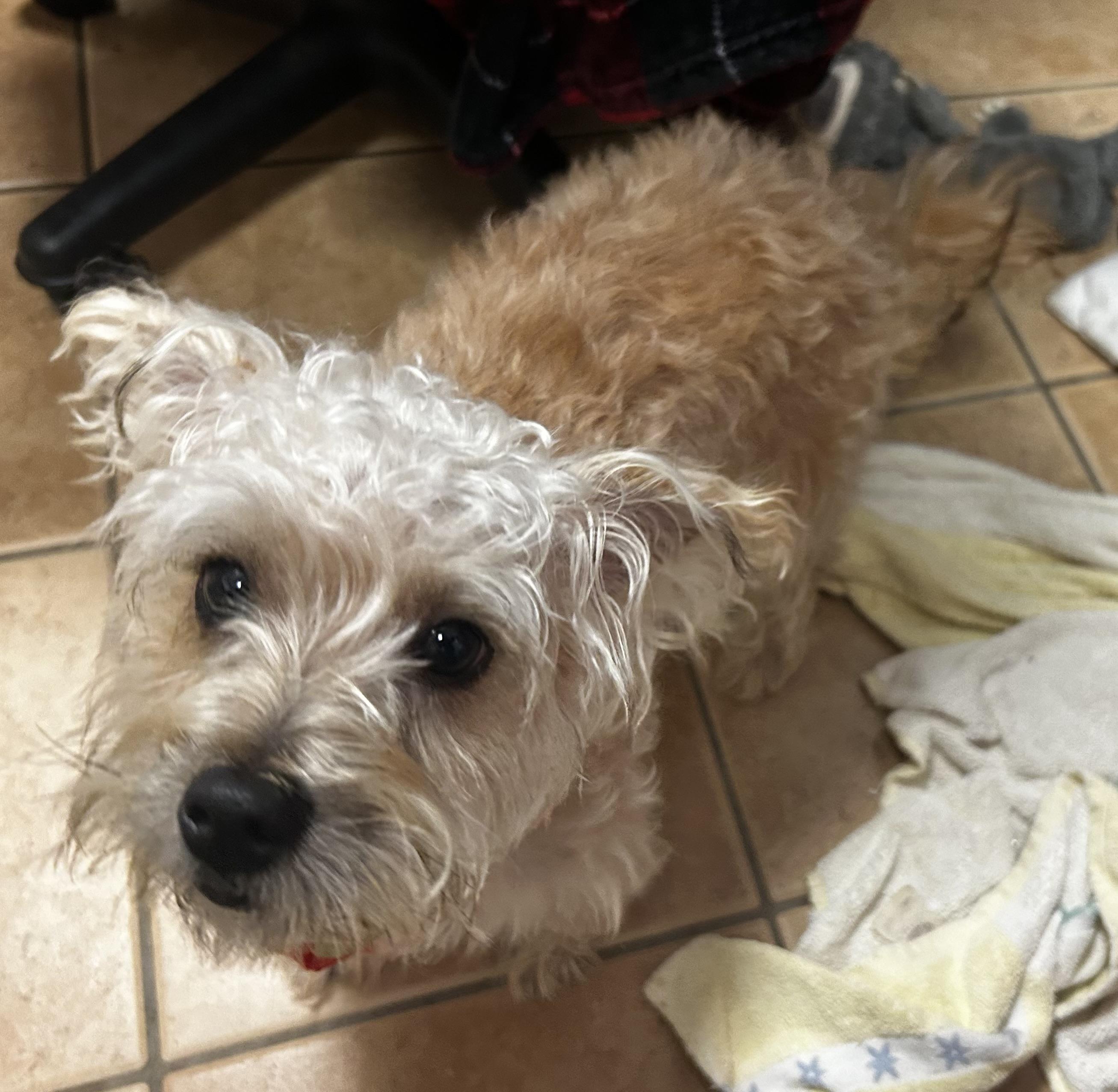 Enlarge Rubble, a Adoptable mixed breed in Oak Ridge, NJ image 5/5