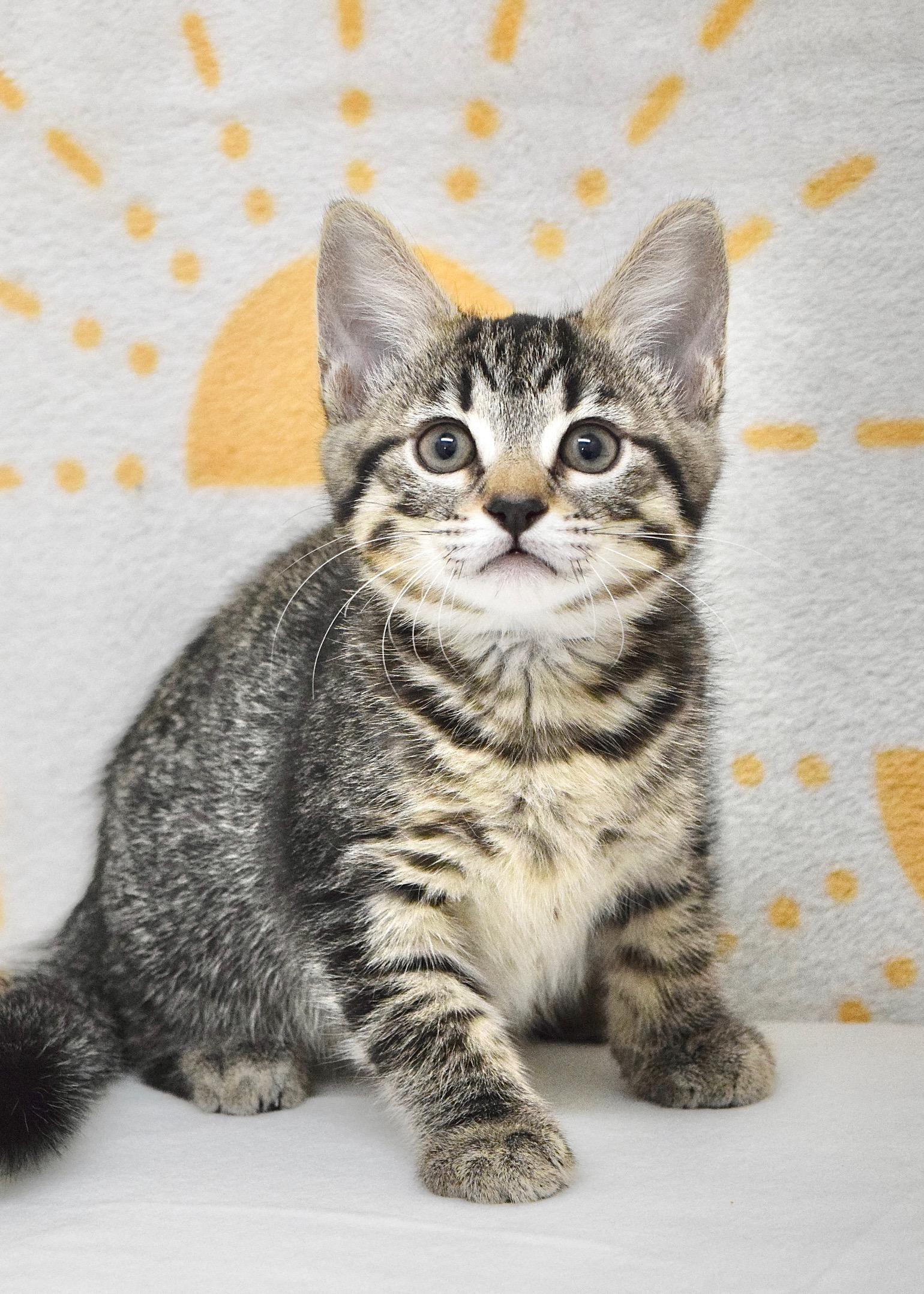 Lark, an adopted Domestic Short Hair in Dublin, CA image 3/3