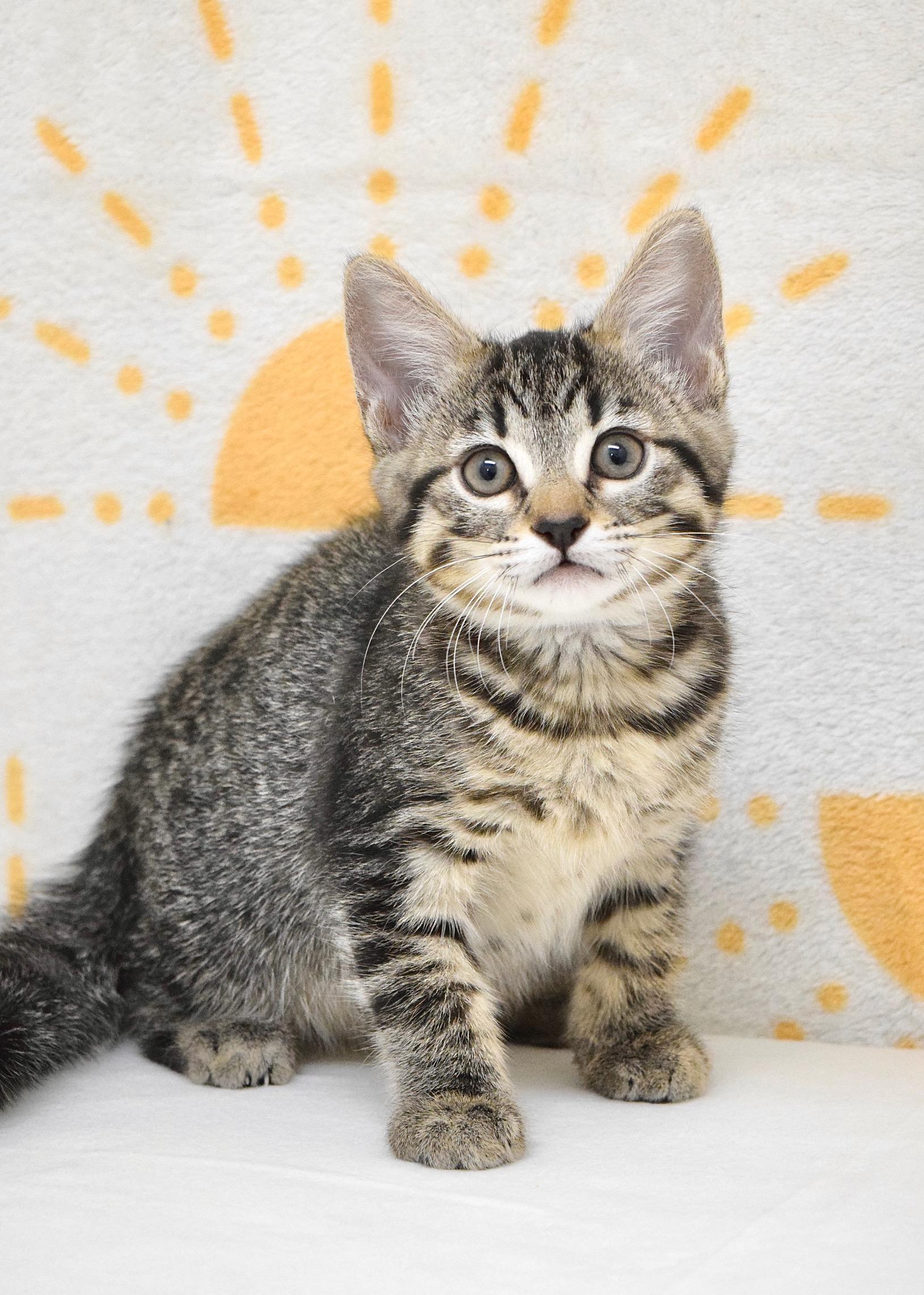 Lark, adopted, Kitten Female Domestic Short Hair.