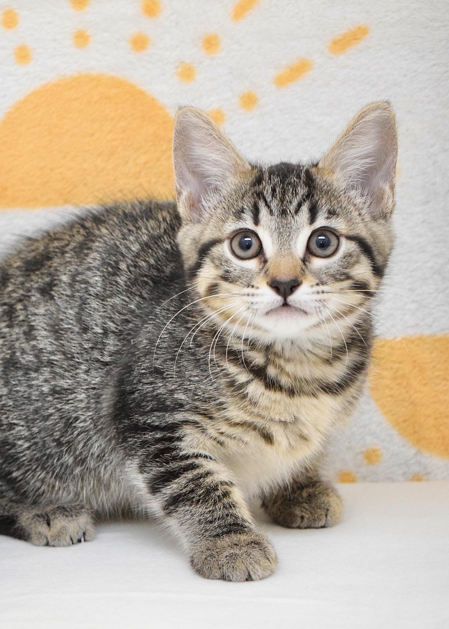 Lark, an adopted Domestic Short Hair in Dublin, CA image 2/3