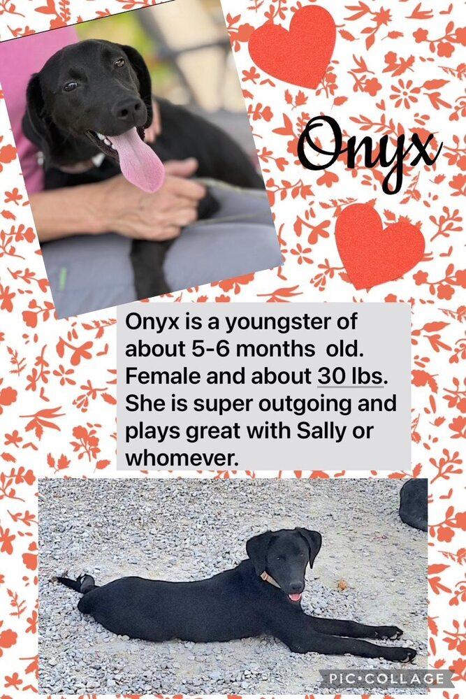 Onyx Carter, Adoptable, Young Female Labrador Retriever.