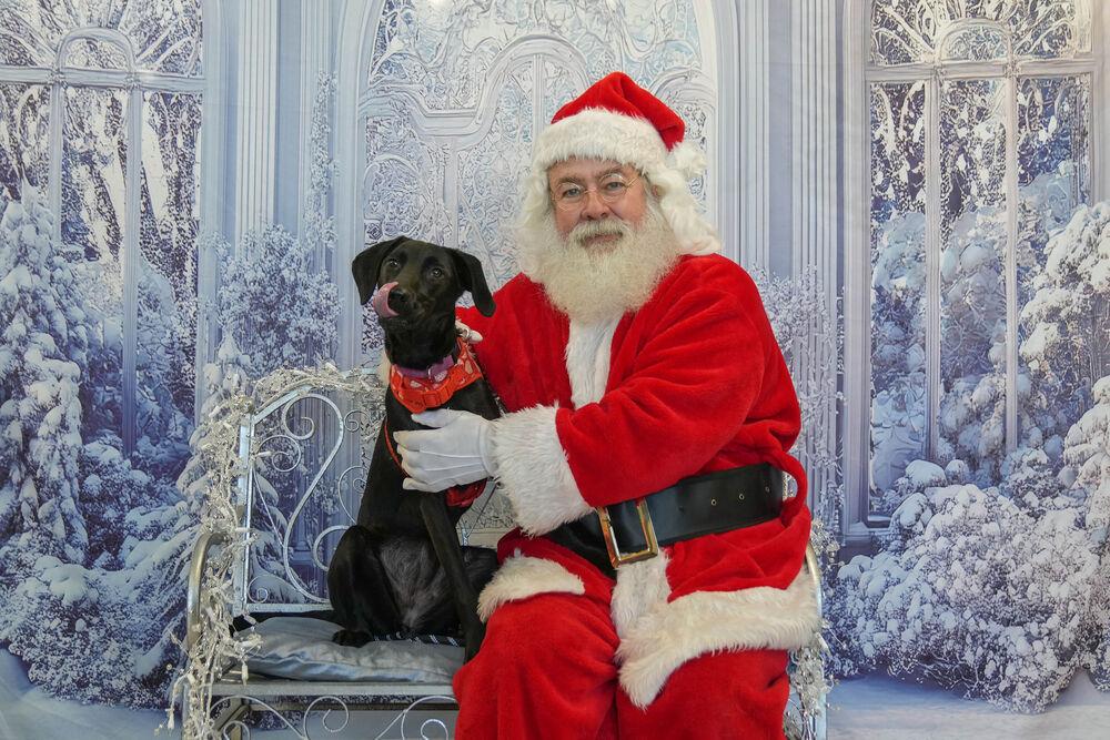 Enlarge Onyx Carter, a Adoptable mixed breed in Columbus, OH image 1/6