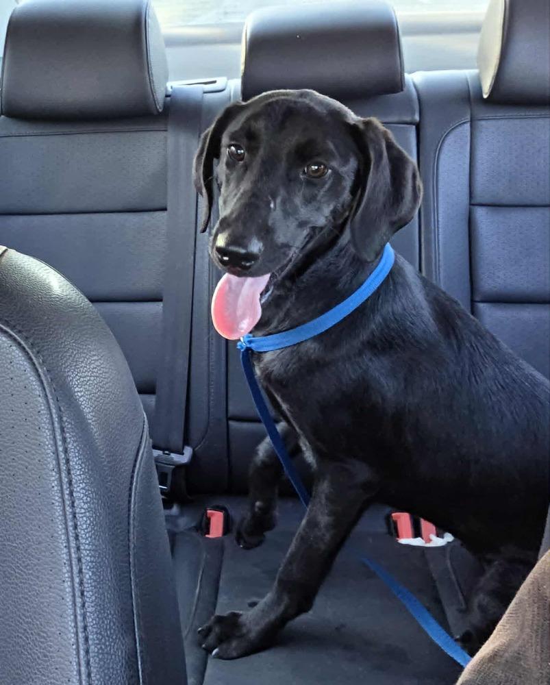 Enlarge Onyx Carter, a Adoptable mixed breed in Columbus, OH image 2/6
