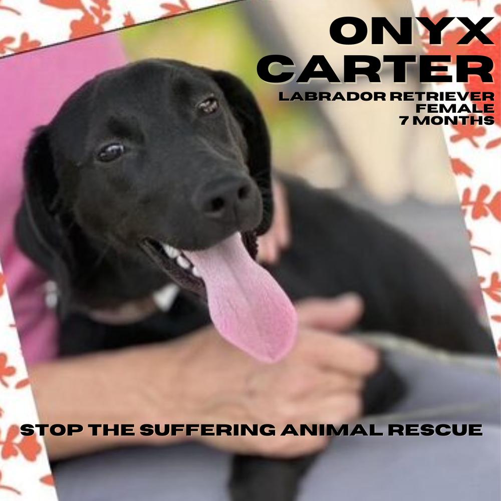 Enlarge Onyx Carter, a Adoptable mixed breed in Columbus, OH image 3/6