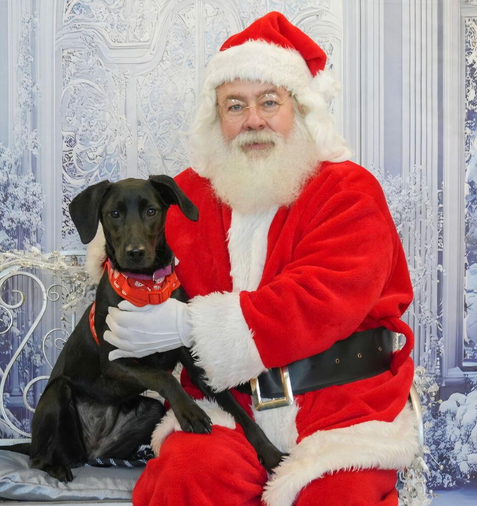 Enlarge Onyx Carter, a Adoptable mixed breed in Columbus, OH image 4/6