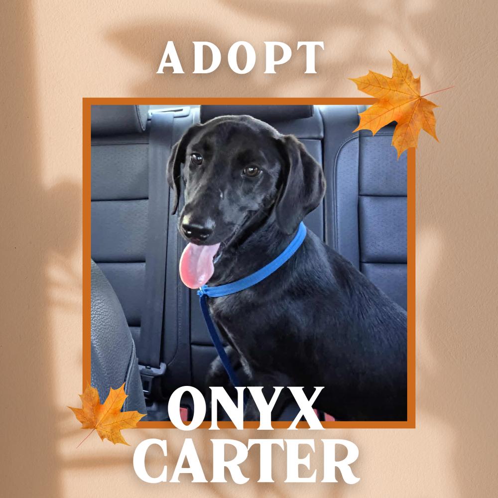 Enlarge Onyx Carter, a Adoptable mixed breed in Columbus, OH image 6/6