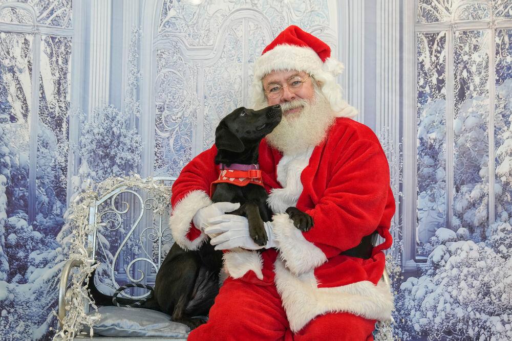 Enlarge Onyx Carter, a Adoptable mixed breed in Columbus, OH image 6/6