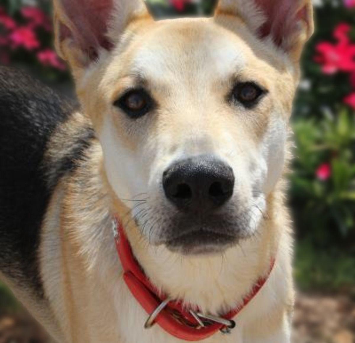 Enlarge Karl, a Adoptable Shepherd in Kingman, AZ image 1/3