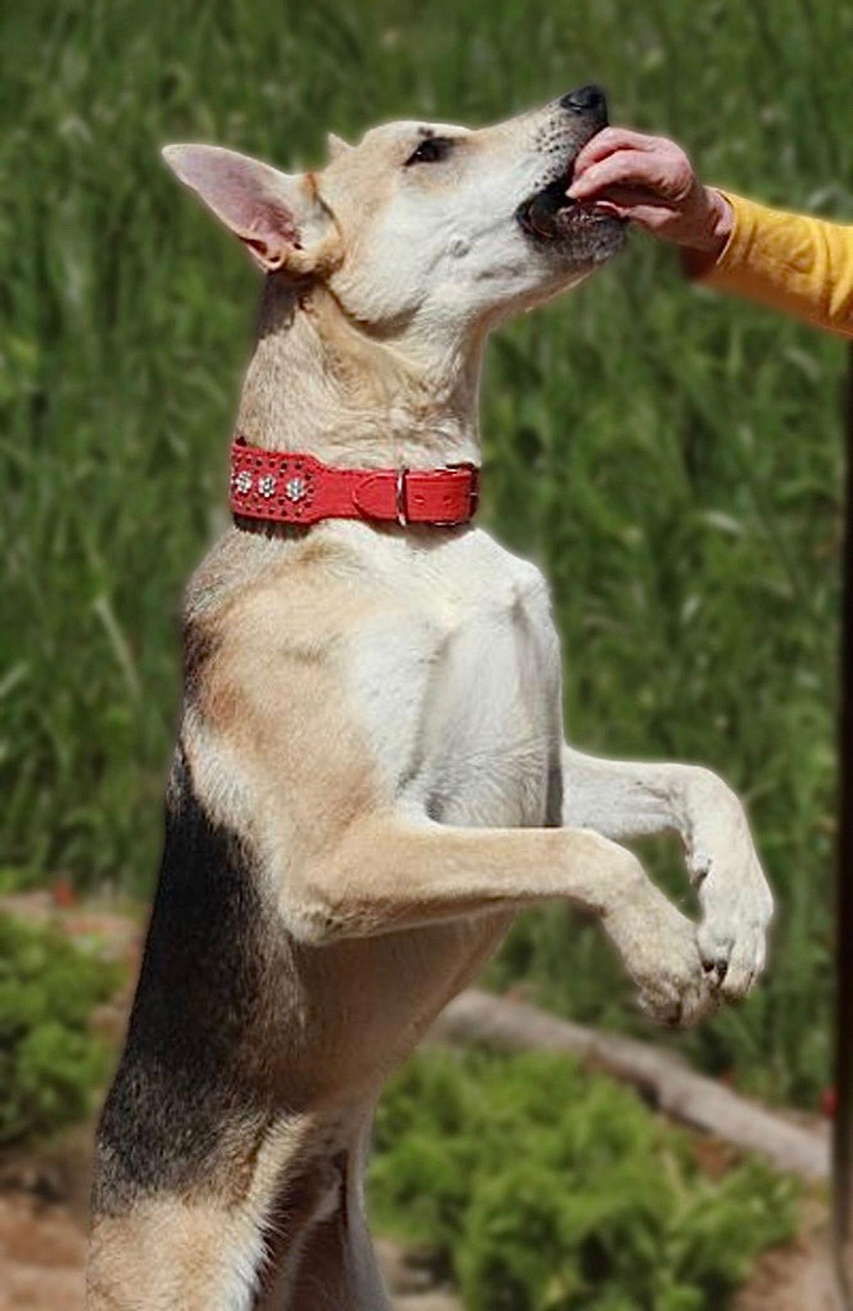 Enlarge Karl, a Adoptable Shepherd in Kingman, AZ image 2/3