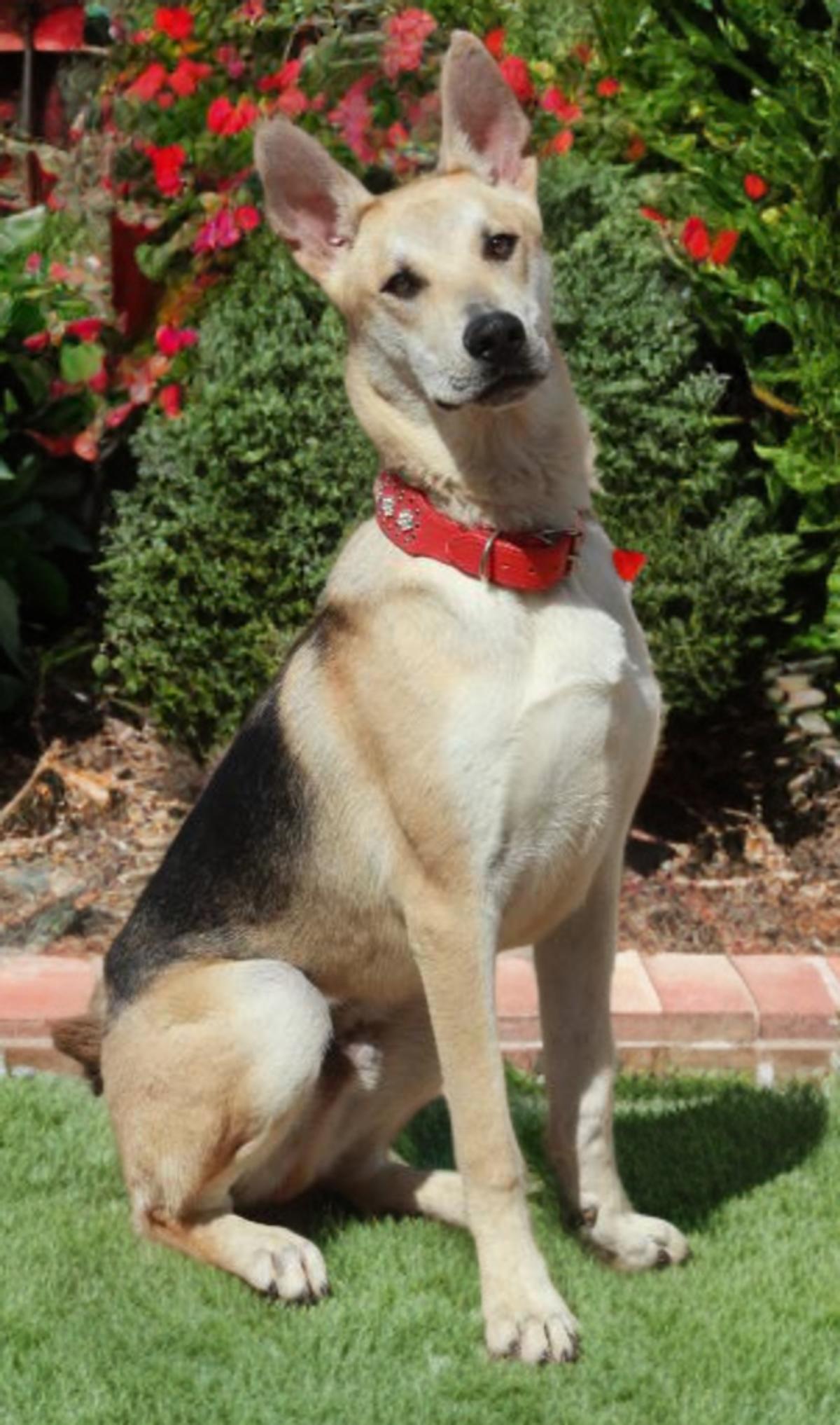 Enlarge Karl, a Adoptable Shepherd in Kingman, AZ image 3/3