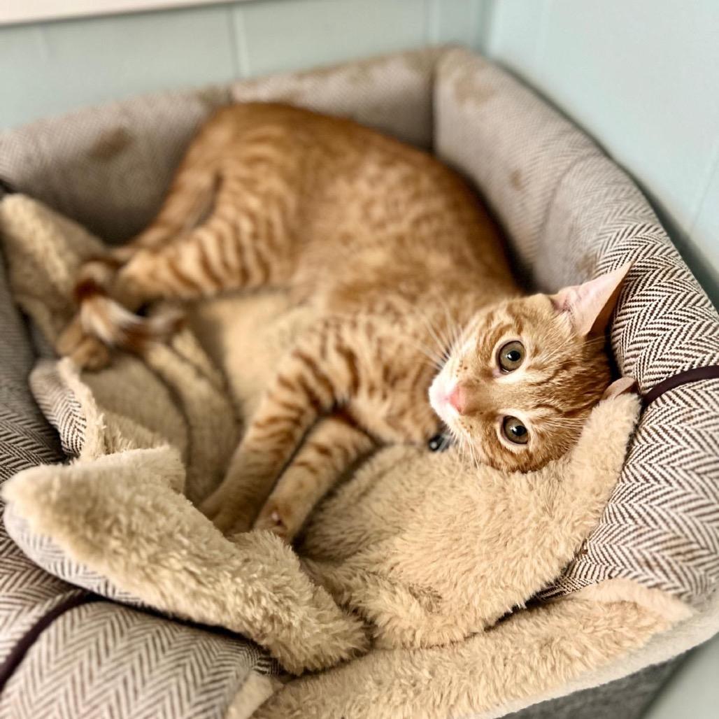 Enlarge Gus, a Adoptable Domestic Short Hair in Lauderhill, FL image 1/6