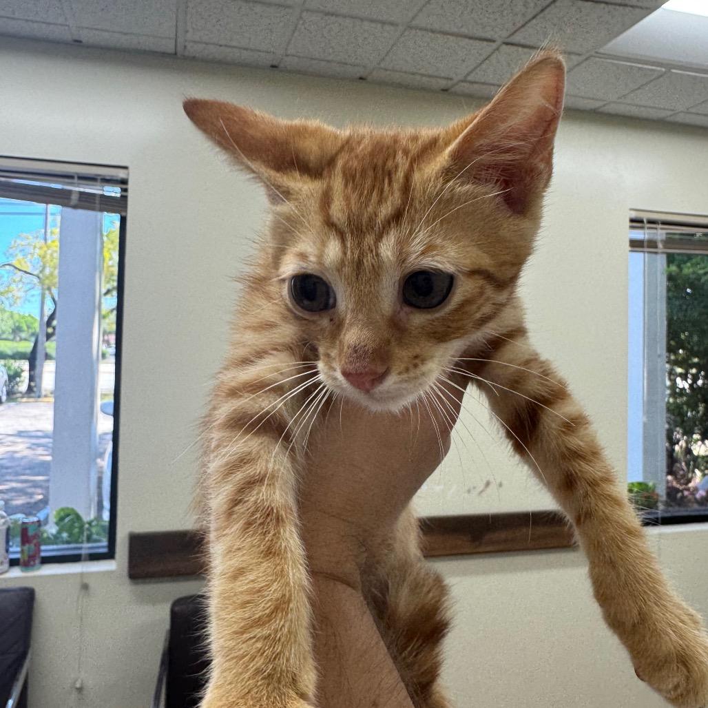 Gus, a Adoptable Domestic Short Hair in Lauderhill, FL image 2/3