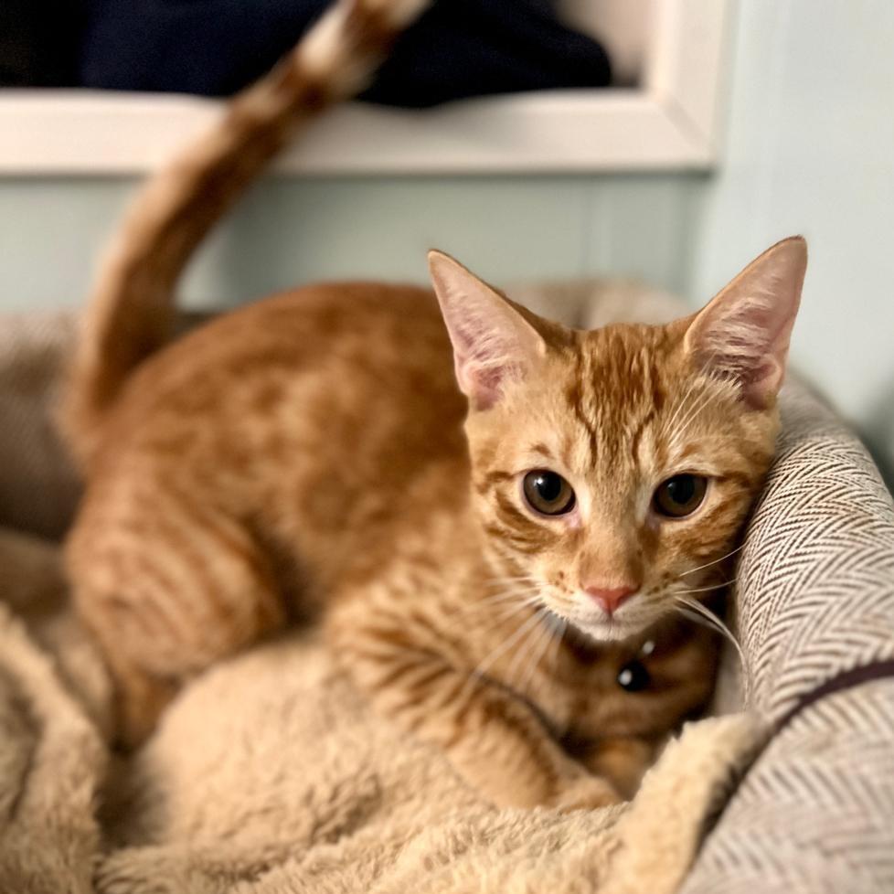 Enlarge Gus, a Adoptable Domestic Short Hair in Lauderhill, FL image 2/6