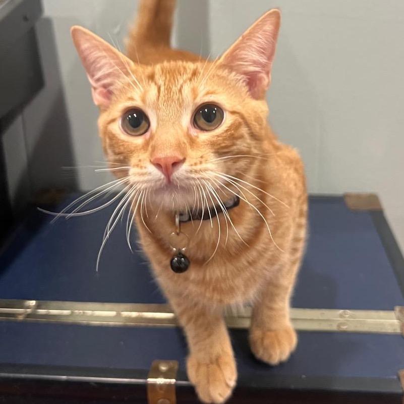 Enlarge Gus, a Adoptable Domestic Short Hair in Lauderhill, FL image 3/6