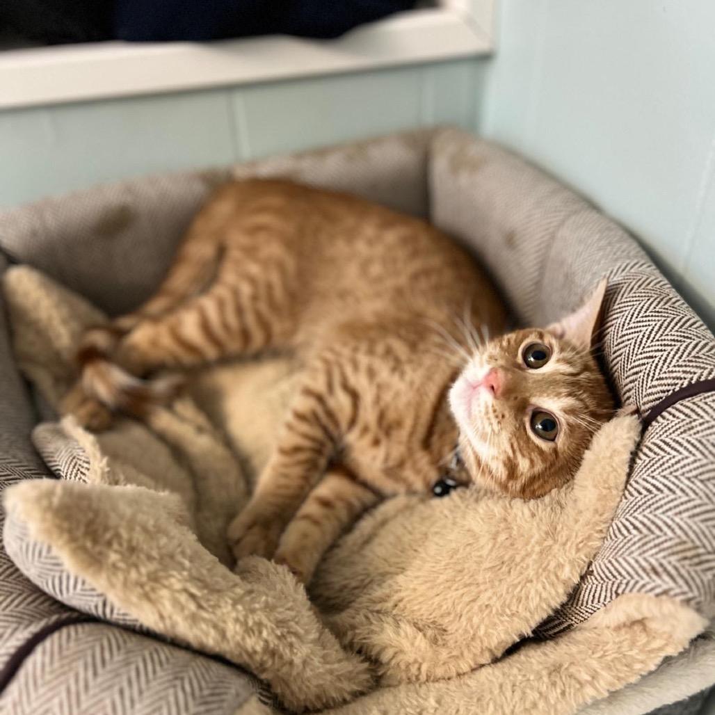 Enlarge Gus, a Adoptable Domestic Short Hair in Lauderhill, FL image 4/6