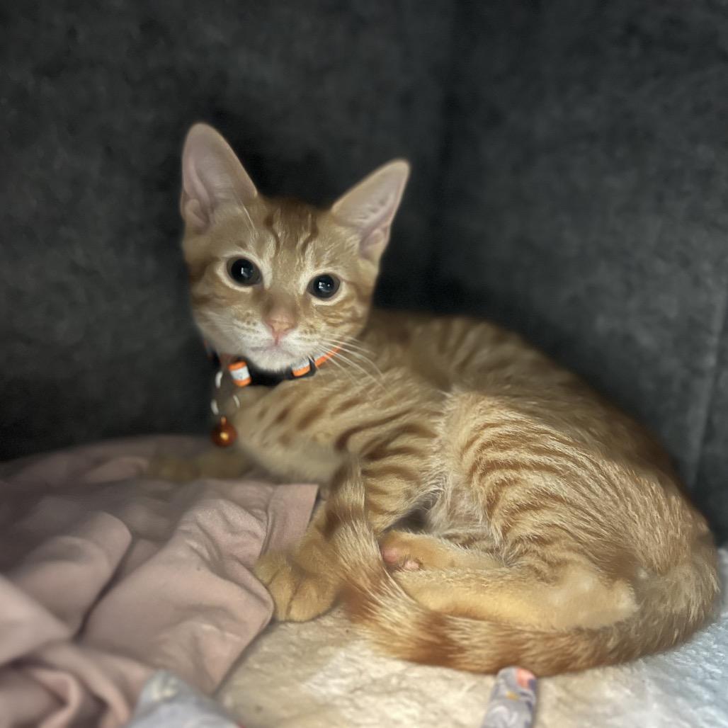 Gus, a Adoptable Domestic Short Hair in Lauderhill, FL image 1/3