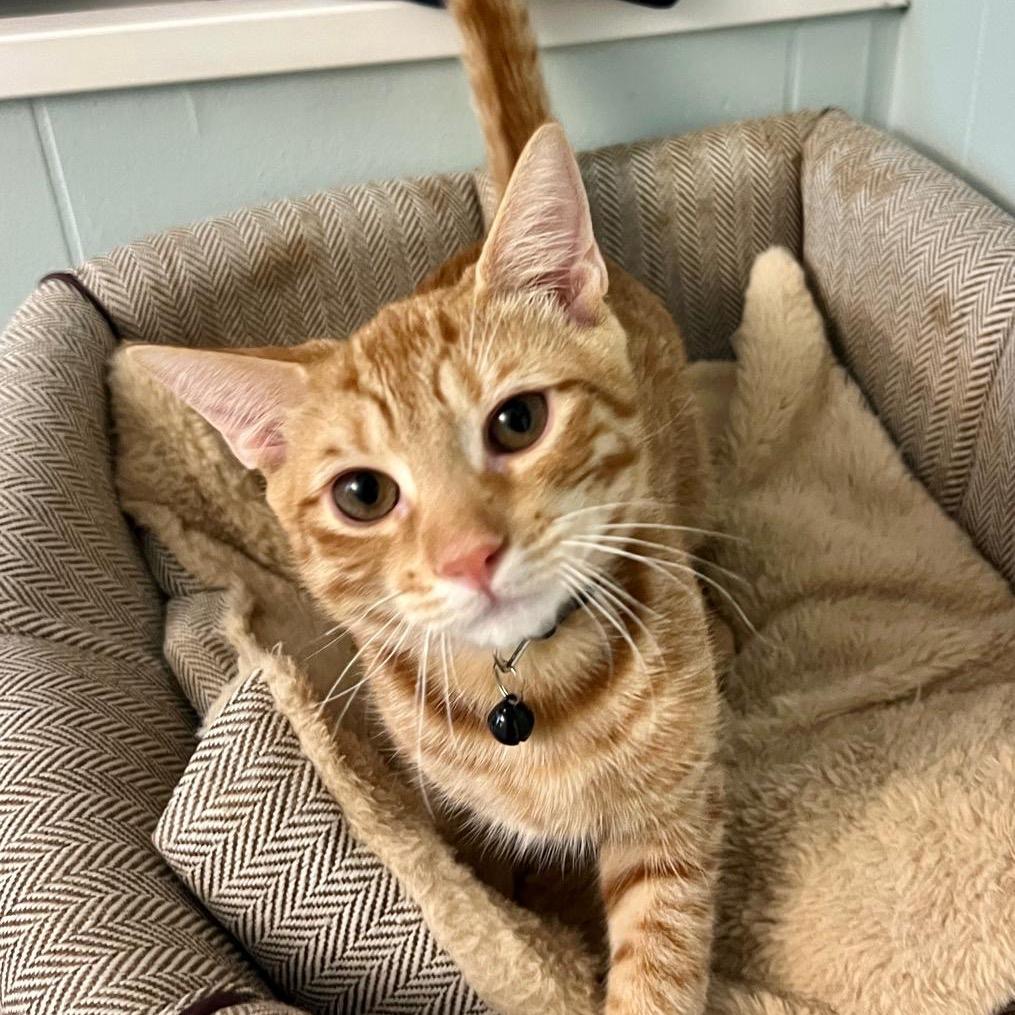 Enlarge Gus, a Adoptable Domestic Short Hair in Lauderhill, FL image 6/6