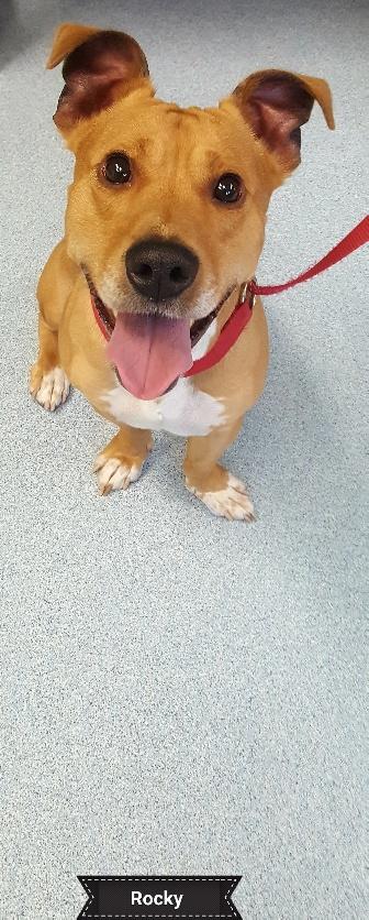 Rocky, a Adoptable mixed breed in Key Largo, FL image 1/4