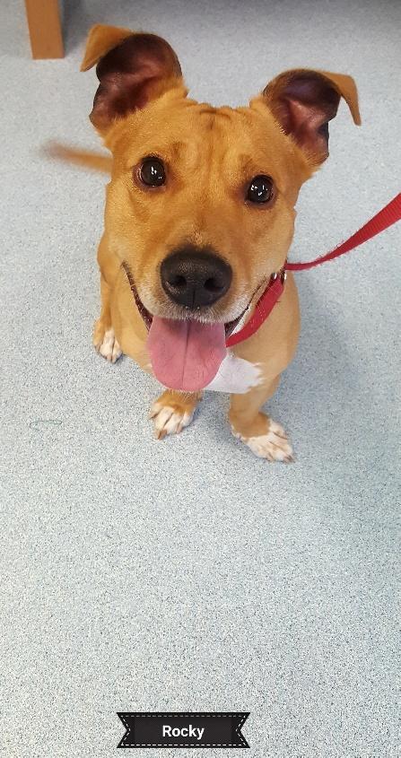 Rocky, a Adoptable mixed breed in Key Largo, FL image 2/4