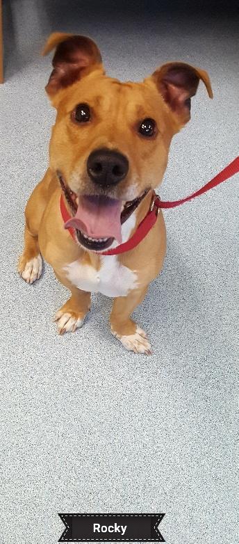 Rocky, a Adoptable mixed breed in Key Largo, FL image 3/4