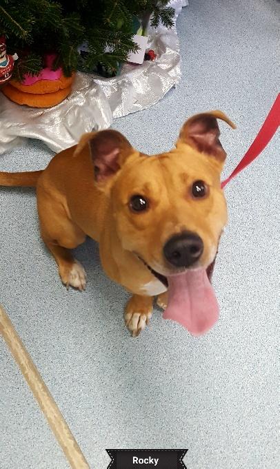 Rocky, a Adoptable mixed breed in Key Largo, FL image 4/4