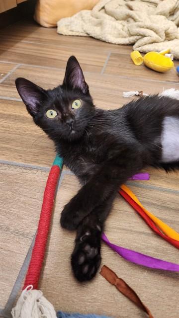 CURRY, Adoptable, Kitten Female Domestic Short Hair.