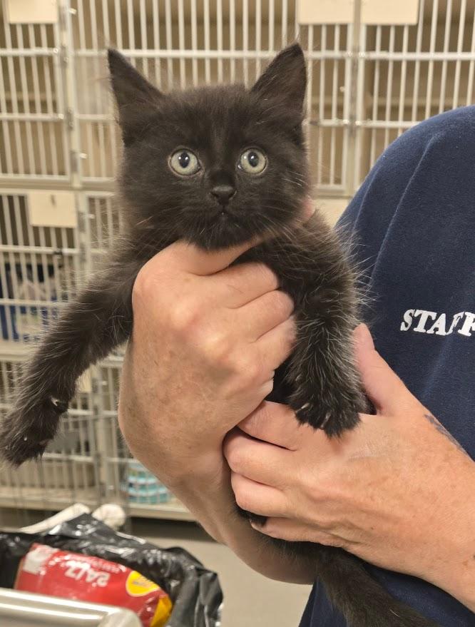 Enlarge Clive, an adopted Domestic Short Hair in New Rochelle, NY image 1/1