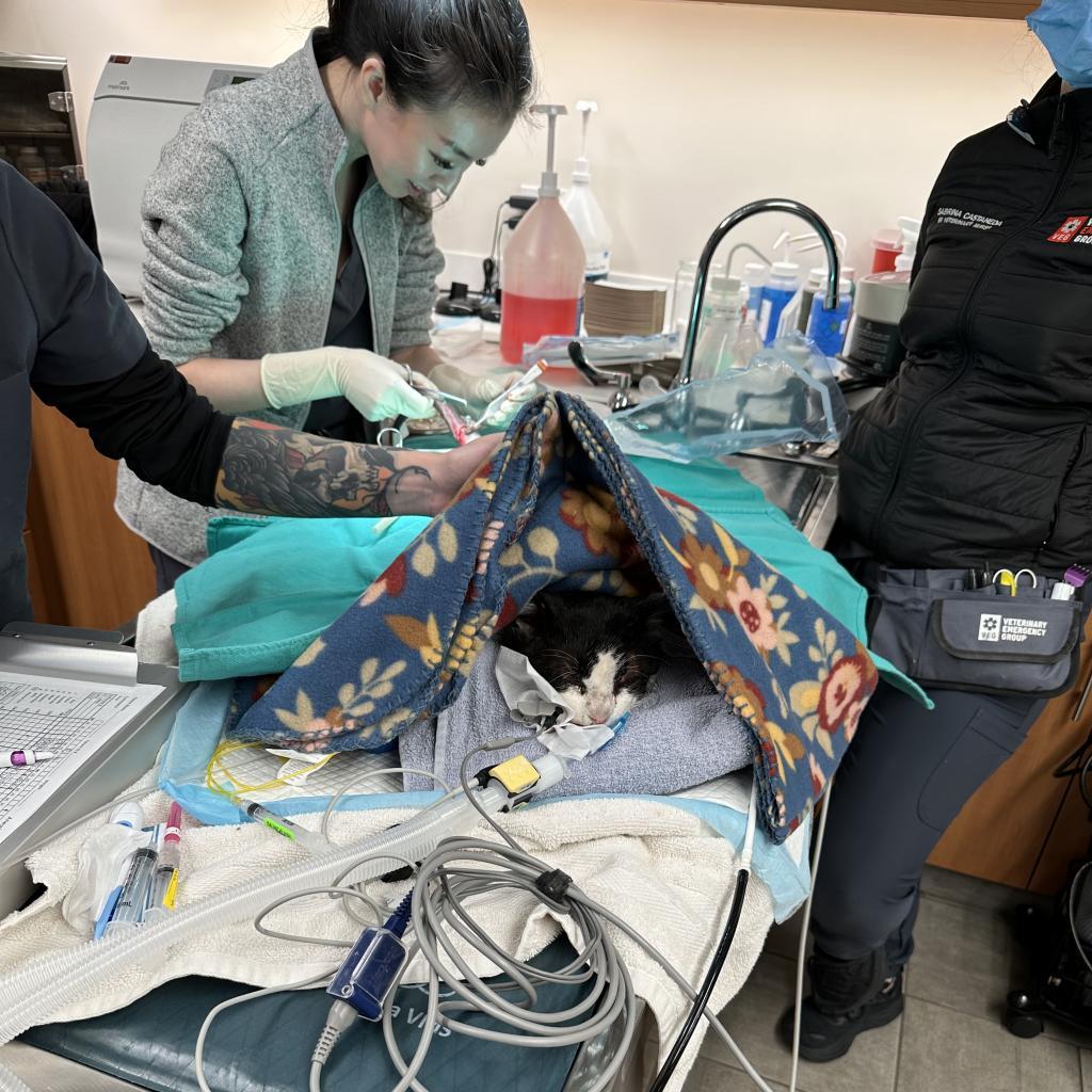 Enlarge Tank, a Adoptable Domestic Short Hair in Los Angeles, CA image 1/6