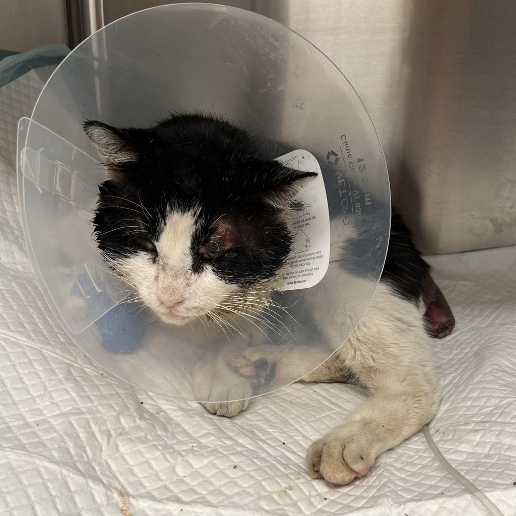 Enlarge Tank, a Adoptable Domestic Short Hair in Los Angeles, CA image 3/6