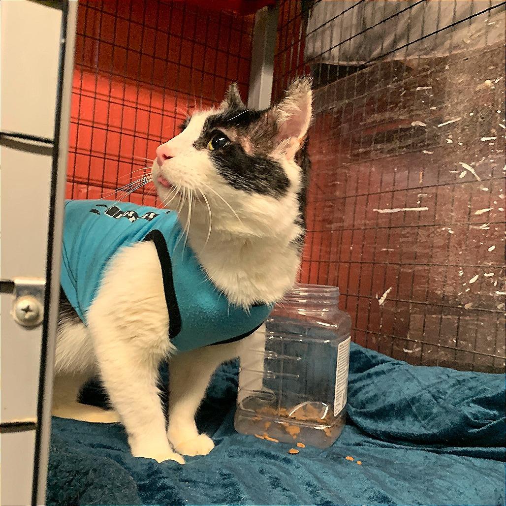 Enlarge Tank, a Adoptable Domestic Short Hair in Los Angeles, CA image 4/6