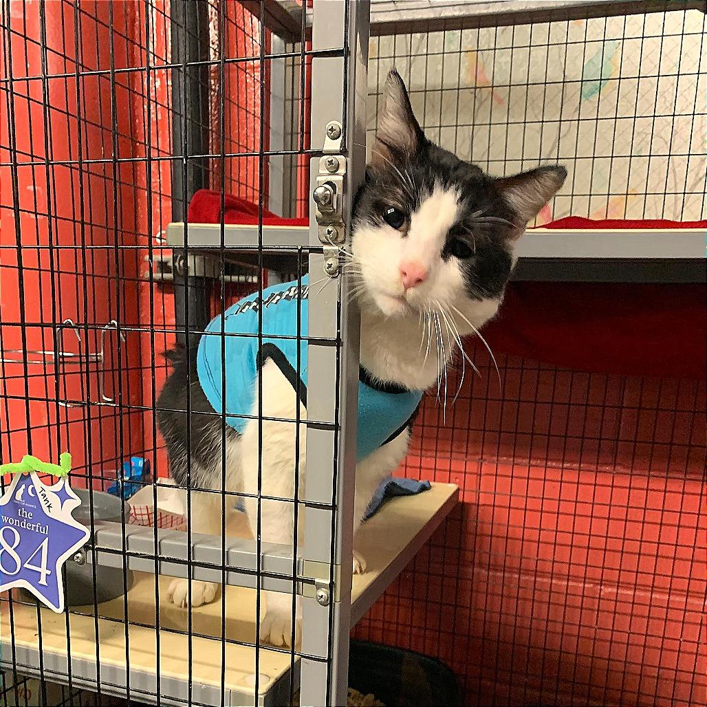 Enlarge Tank, a Adoptable Domestic Short Hair in Los Angeles, CA image 5/6