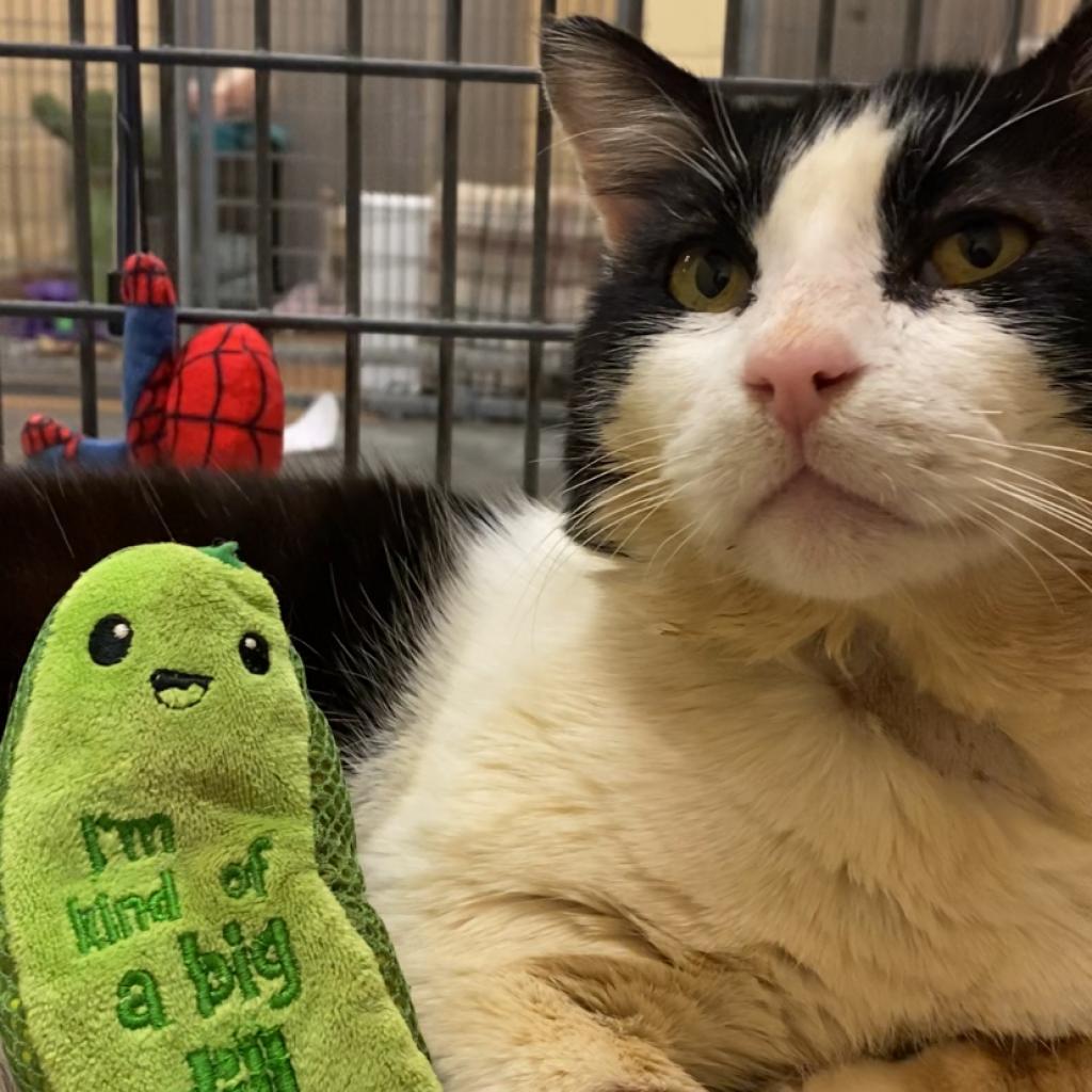 Enlarge Tank, a Adoptable Domestic Short Hair in Los Angeles, CA image 6/6