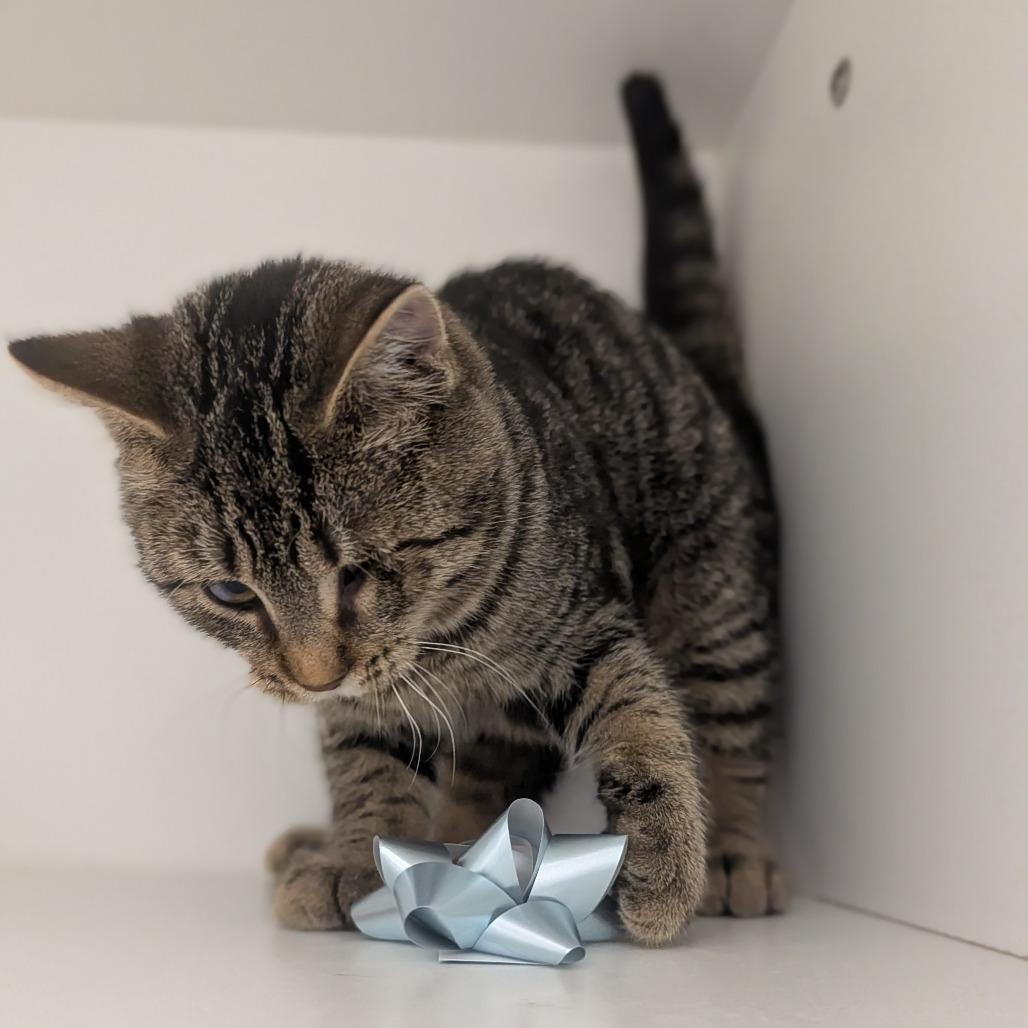 Jeepers, a Adoptable Domestic Short Hair in Jasper, IN image 1/3