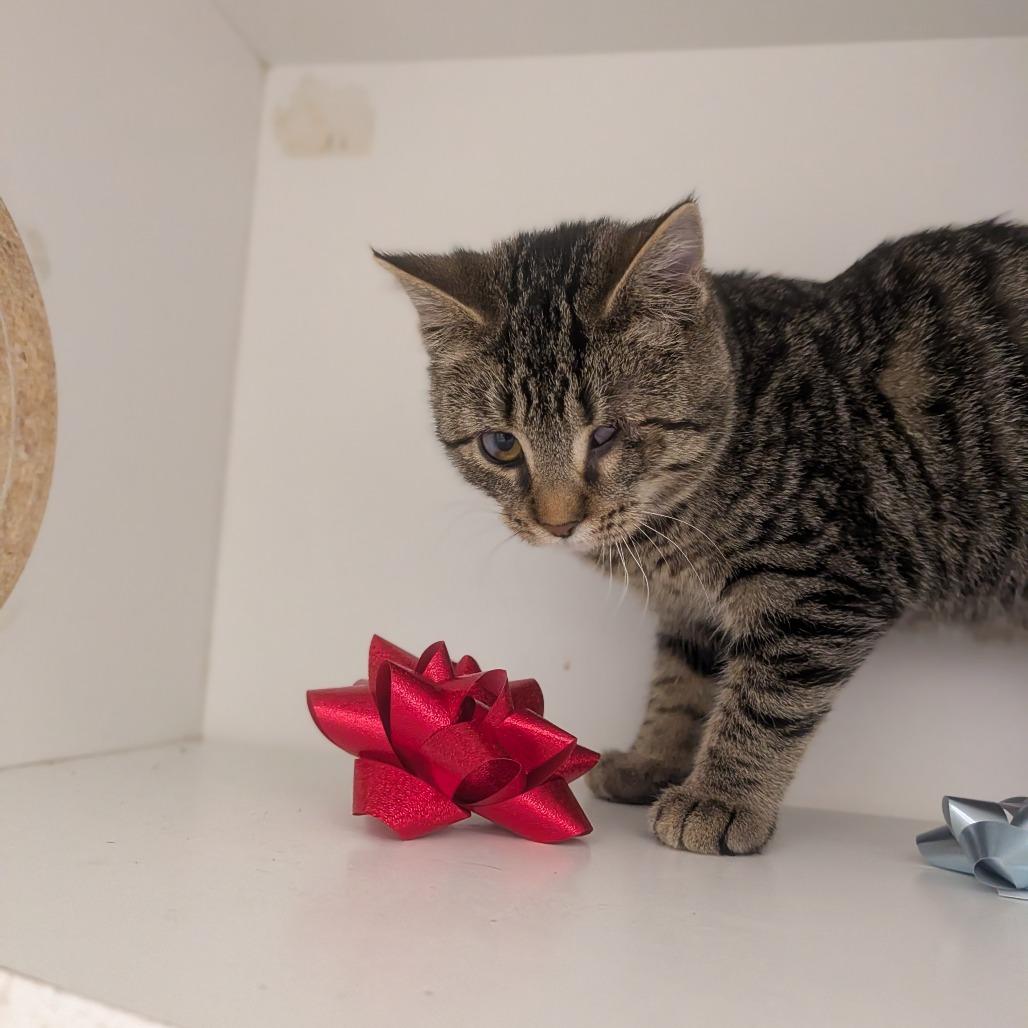 Jeepers, a Adoptable Domestic Short Hair in Jasper, IN image 2/3