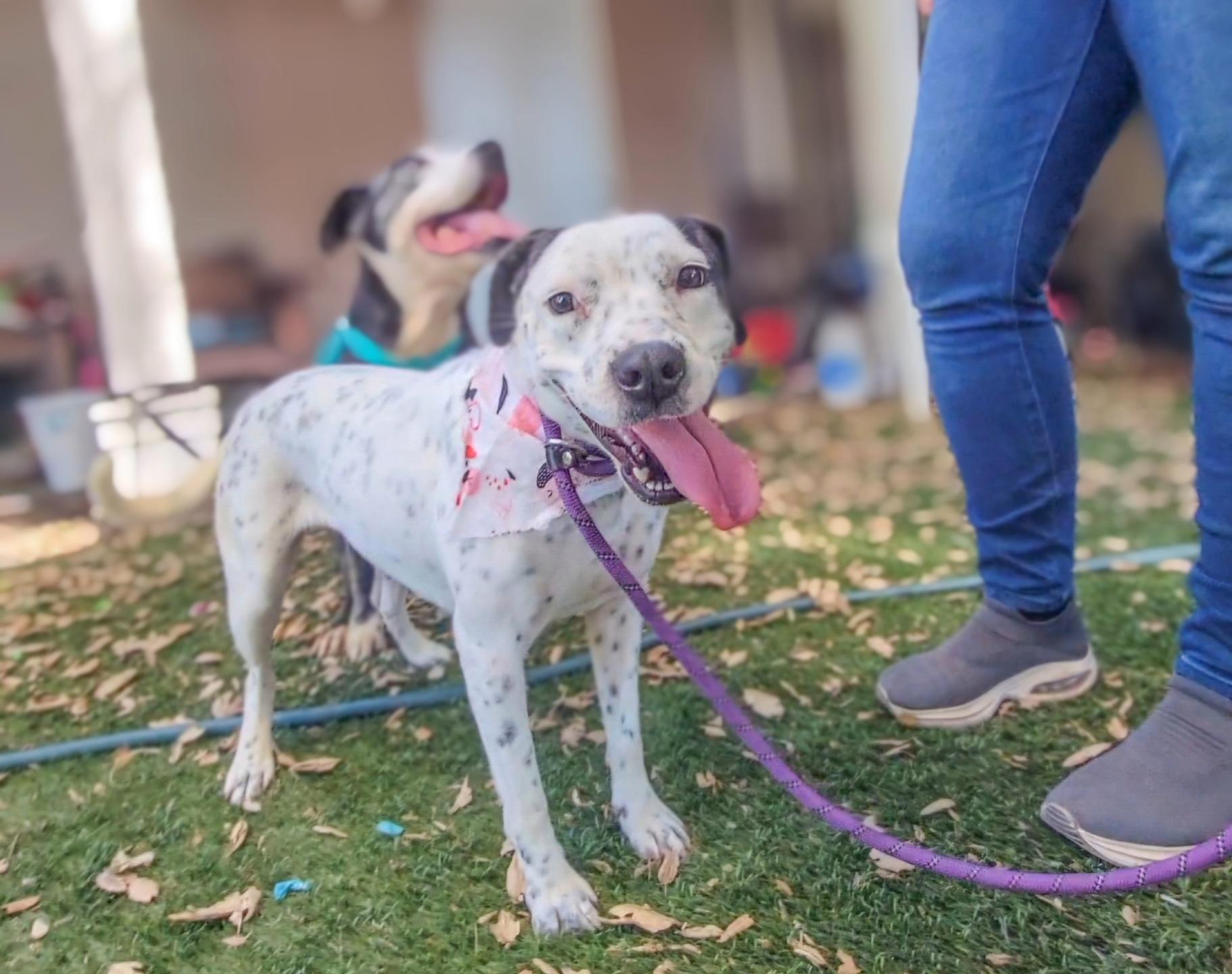 Enlarge Cupcake, a Adoptable mixed breed in Running Springs, CA image 1/2