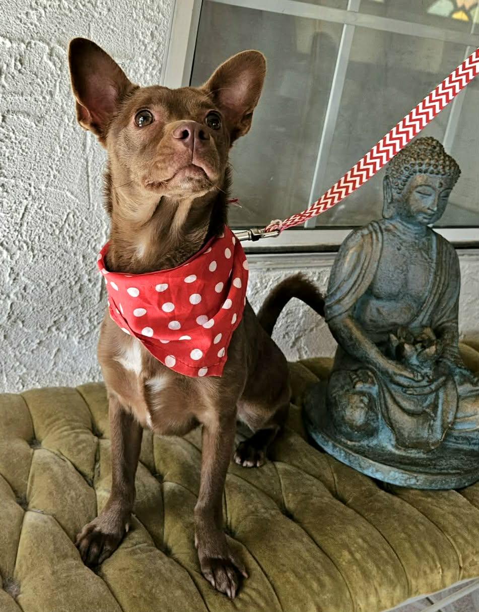 Nico, a ADOPTABLE mixed breed in San juan Capistrano , CA image 2/6