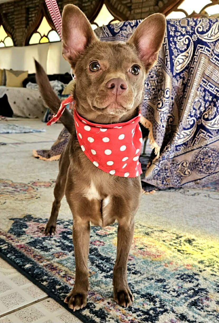 Nico, ADOPTABLE, Young Male Chihuahua.