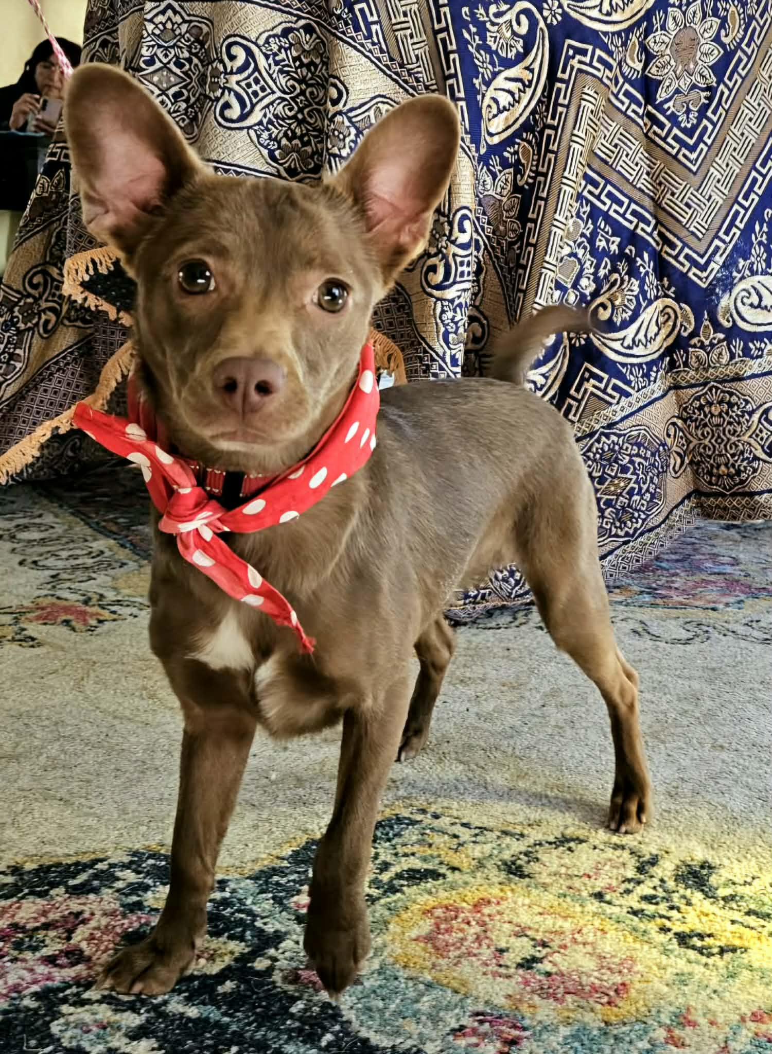 Nico, a ADOPTABLE mixed breed in San juan Capistrano , CA image 6/6