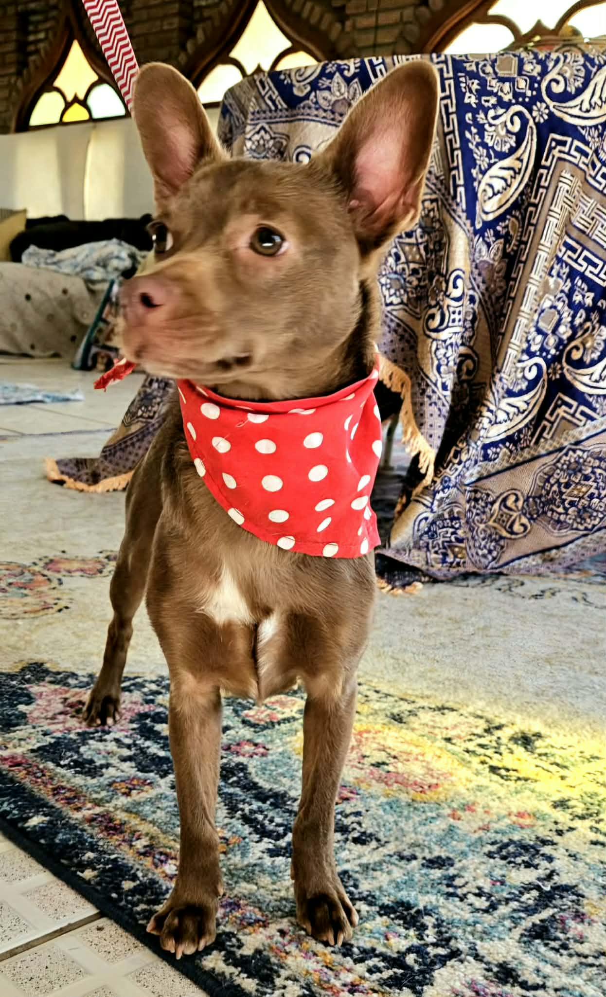 Nico, a ADOPTABLE mixed breed in San juan Capistrano , CA image 3/6