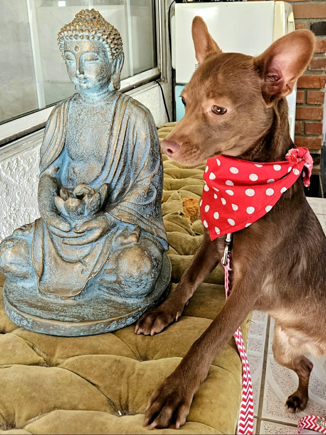 Nico, a ADOPTABLE mixed breed in San juan Capistrano , CA image 4/6