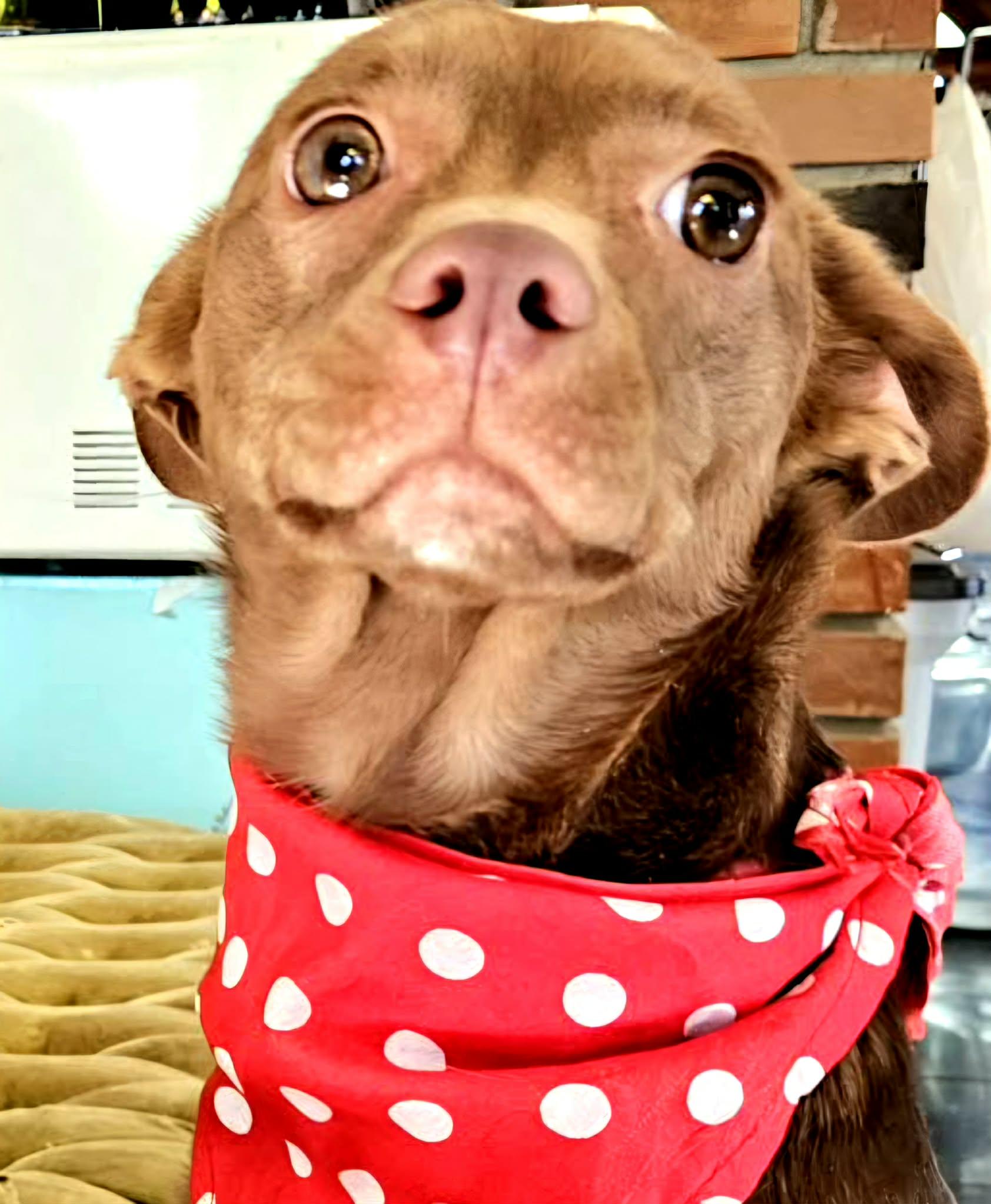 Nico, a ADOPTABLE mixed breed in San juan Capistrano , CA image 5/6