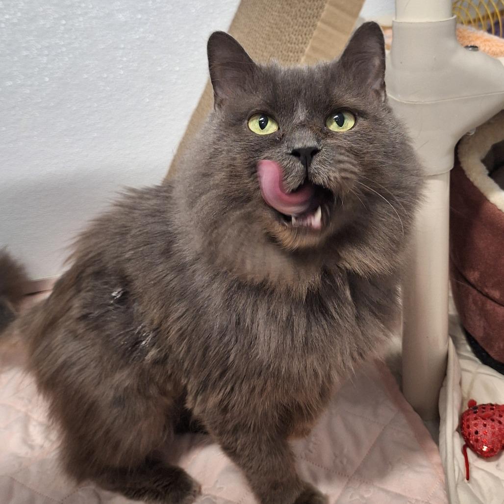 Phoenix, Adoptable, Senior Female Domestic Medium Hair.