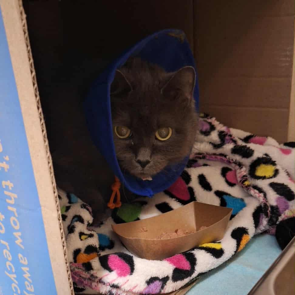 Phoenix, Adoptable, Senior Female Domestic Medium Hair.