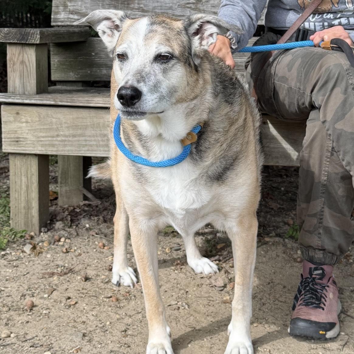 Turk, Adoptable, Senior Male Shepherd.