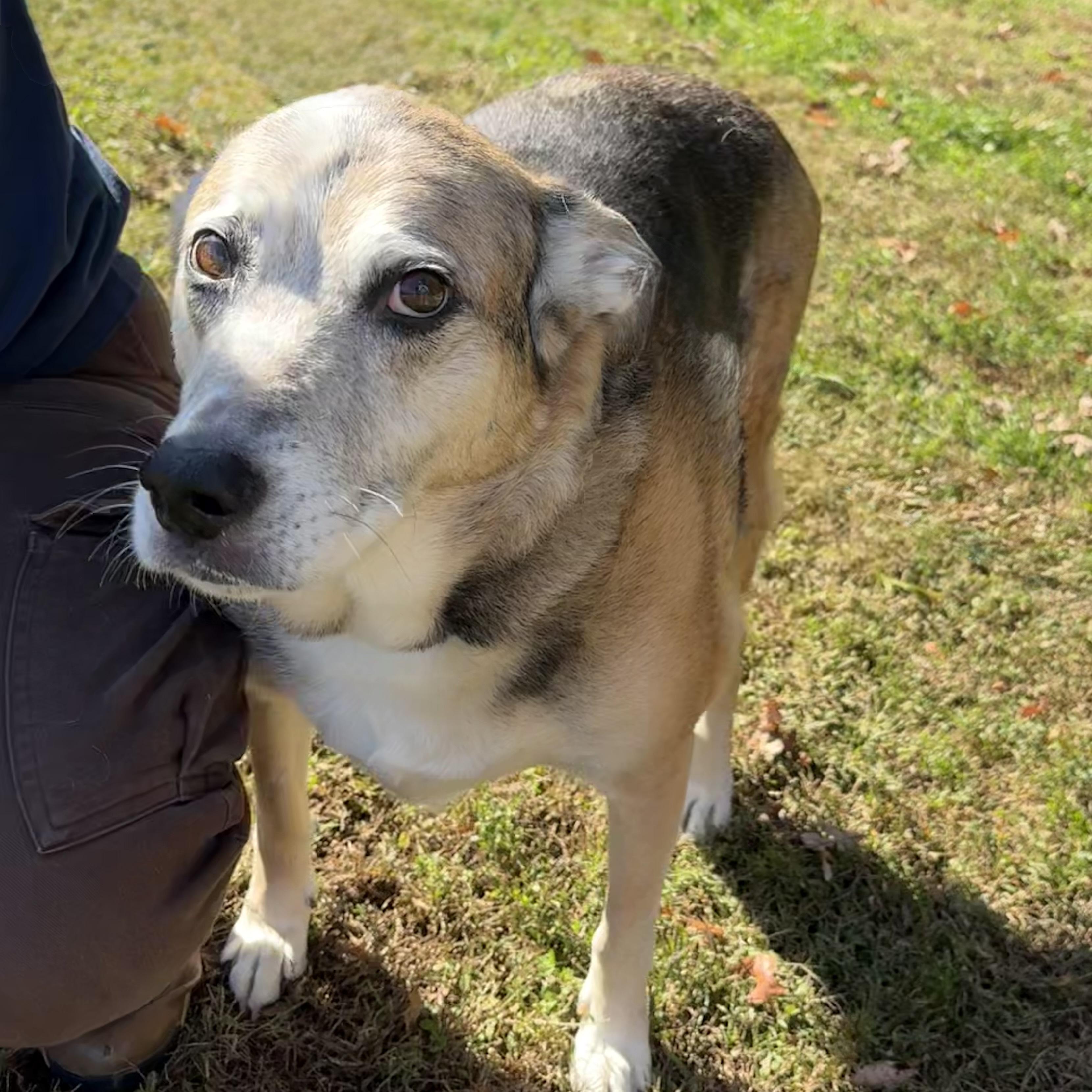 Turk, a Adoptable mixed breed in Eatontown, NJ image 2/5